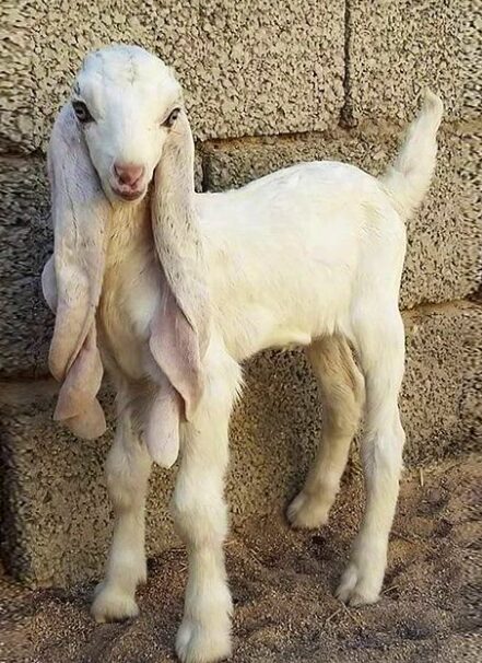 成長したダマスカスヤギの画像 1
