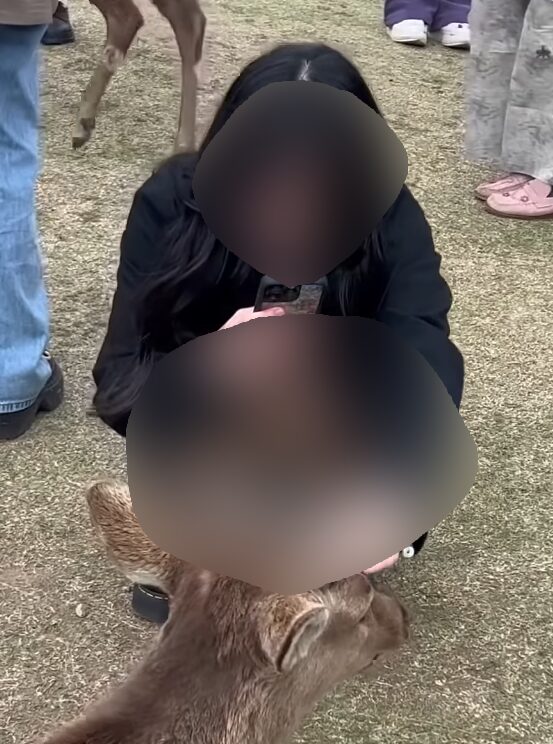 奈良公園 シカ 盗撮 YouTubeチャンネル