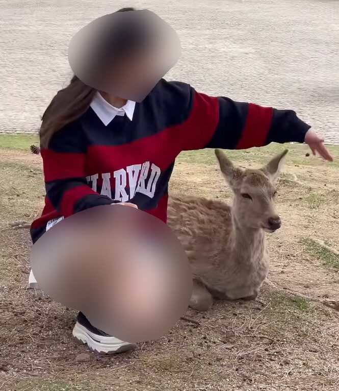 奈良公園 シカ 盗撮 YouTubeチャンネル