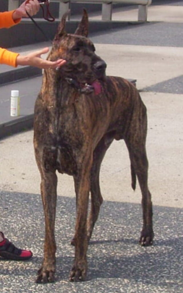 北海道札幌 花井組 七戸義昭 犬